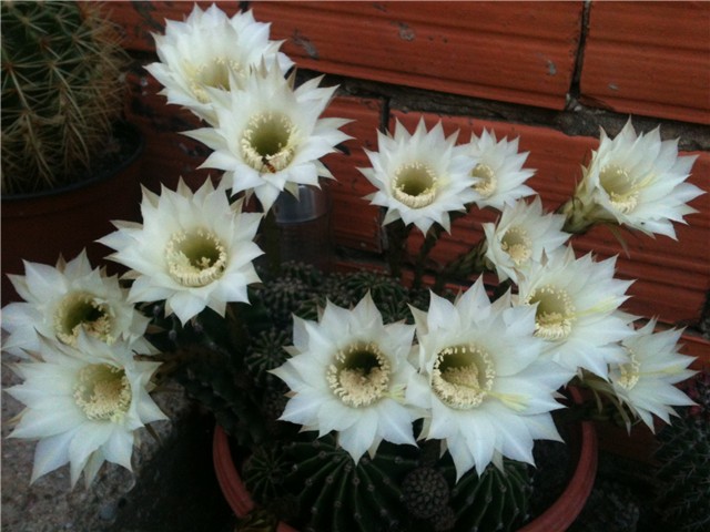echinopsis