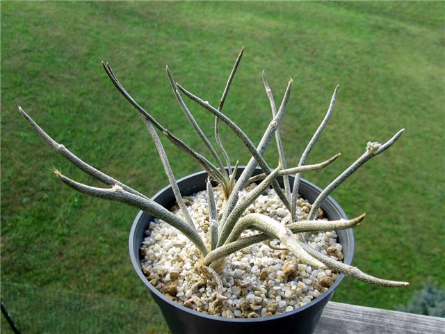 astrophytum caput medusae