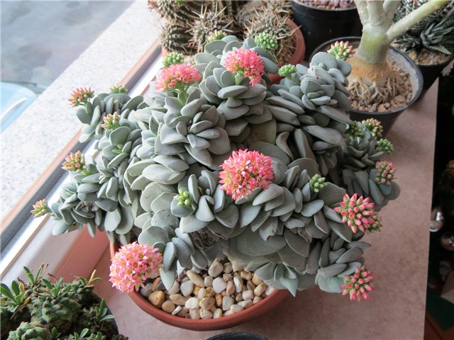 Crassula morgan's beauty