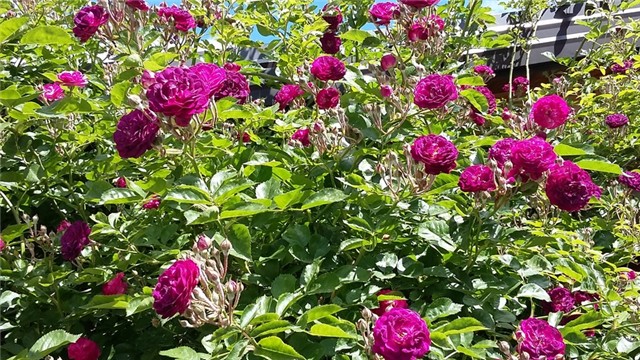 blue magenta