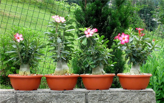 Adenium obesum, arabicum