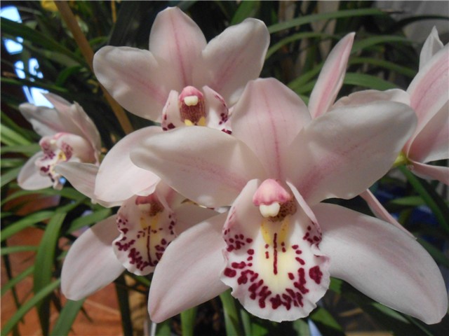 Cymbidium