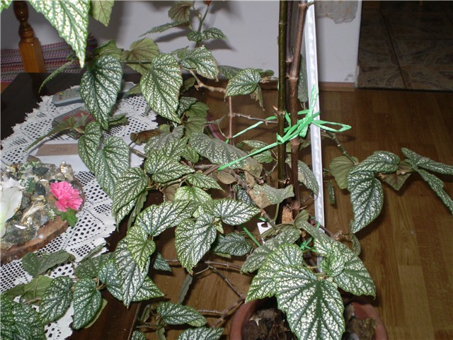 cvijet