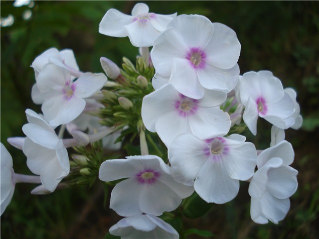 Phlox