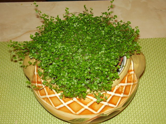 Kućna sreća