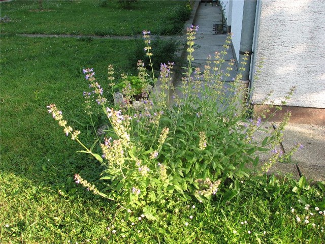 žalfija
