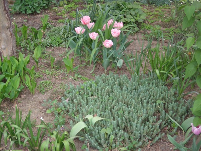 tulipani