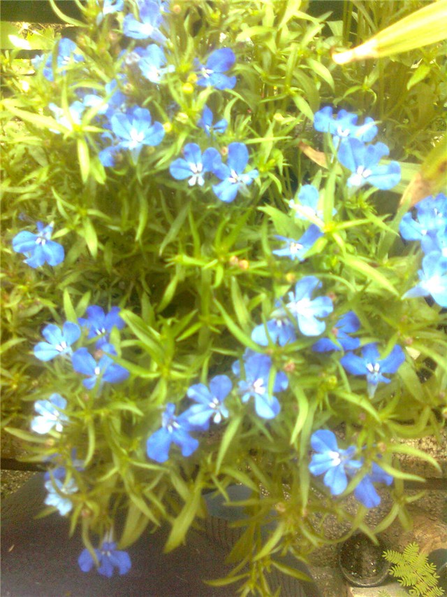 lobelia