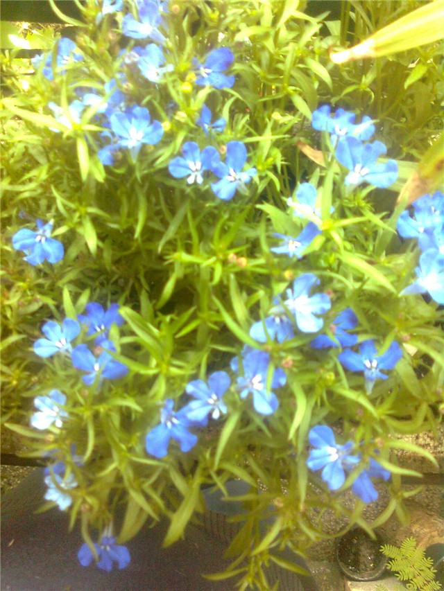 lobelia