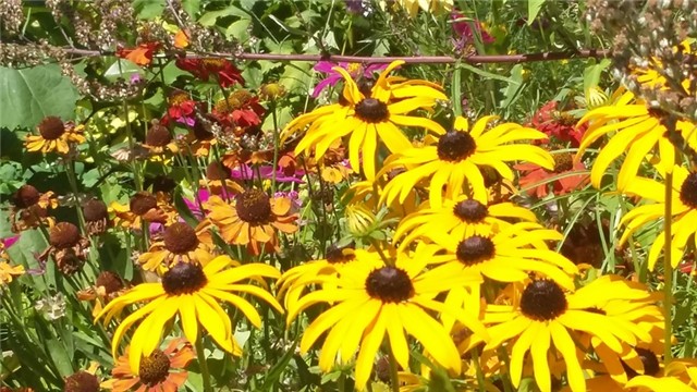 rudbekija