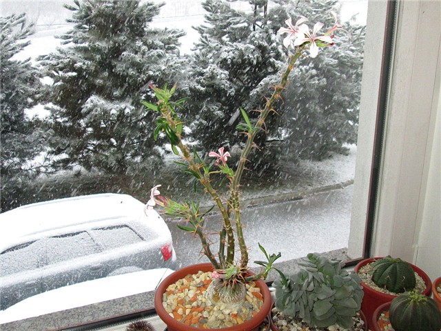 Pachypodium succulentum