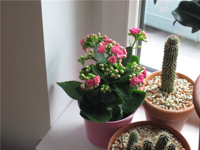 Kalanchoe blossfeldiana
