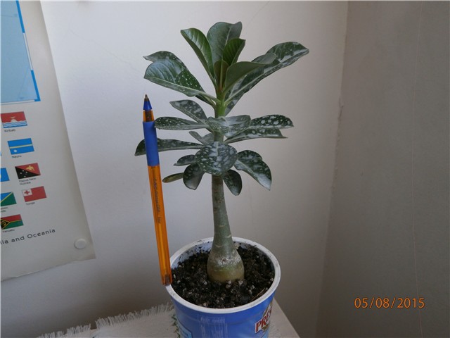 adenium2