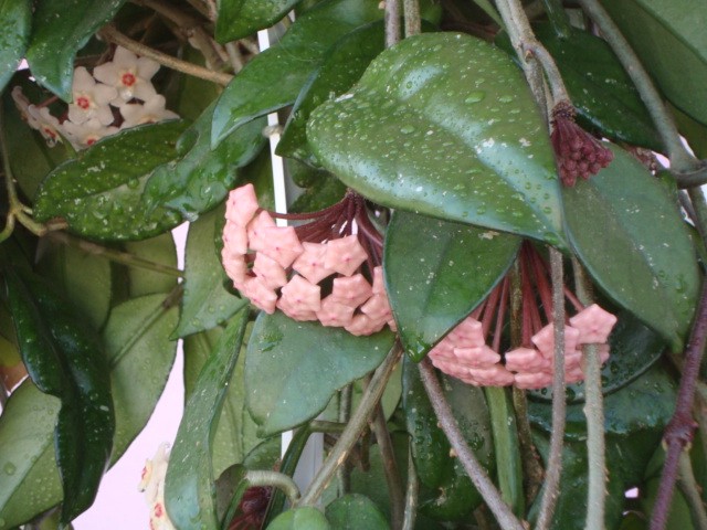 rascvjetana hoya