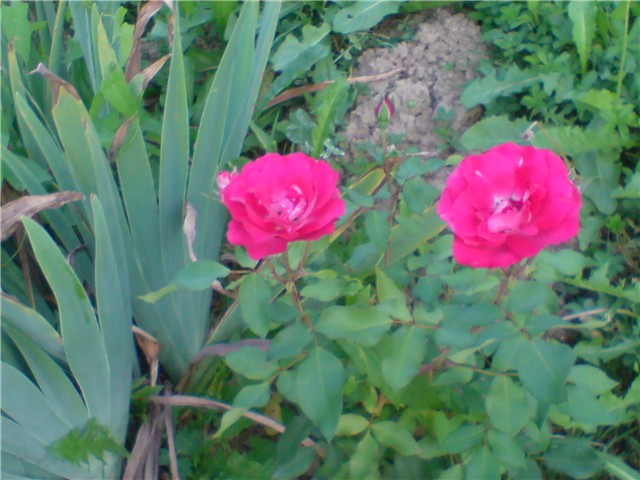 rosa2