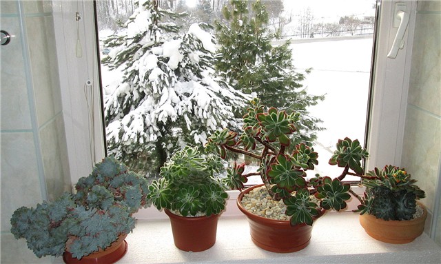 echeveria 