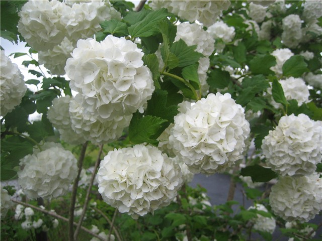 viburnum