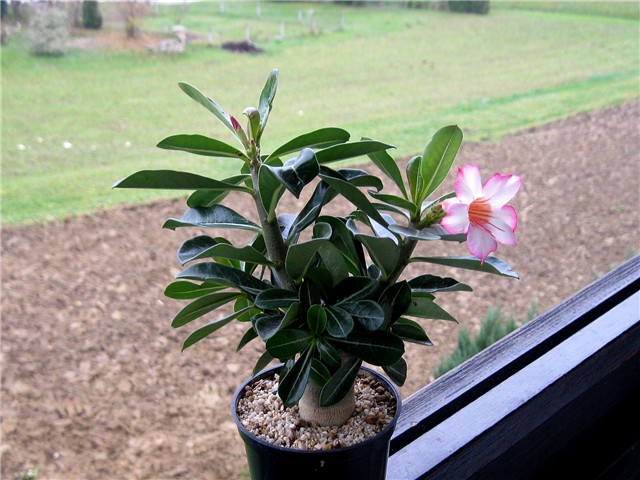 Adenium obesum, sijanac  2012