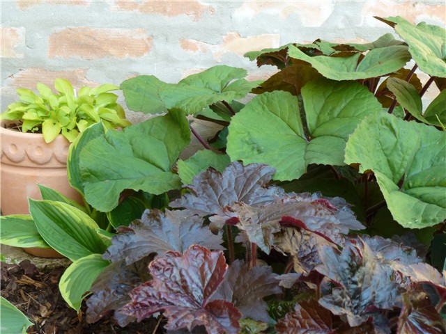 Hosta, heuchera, ligularia