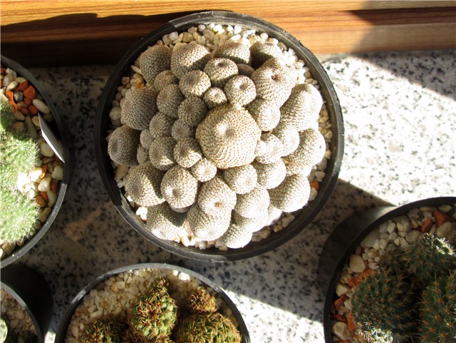 Rebutia heliosa