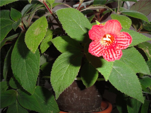 cvijet