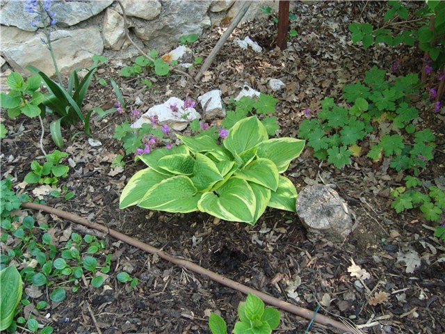 hosta