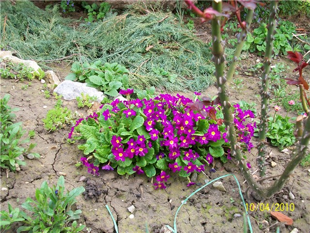 jaglac%20-%20lat.%20primula