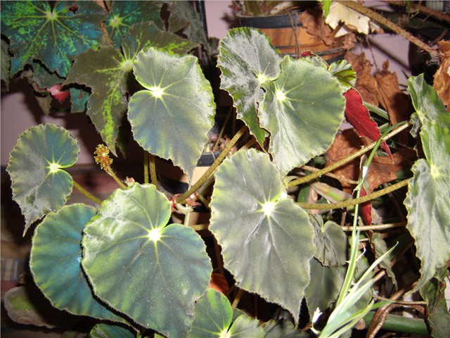 begonia