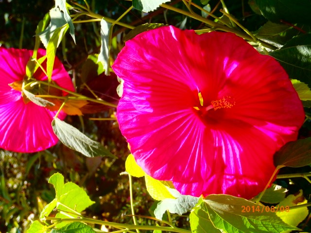 hibiskus