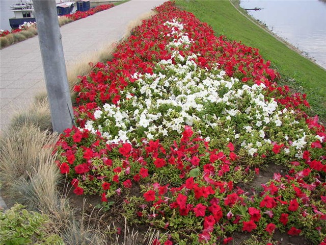 Vukovar cvijece
