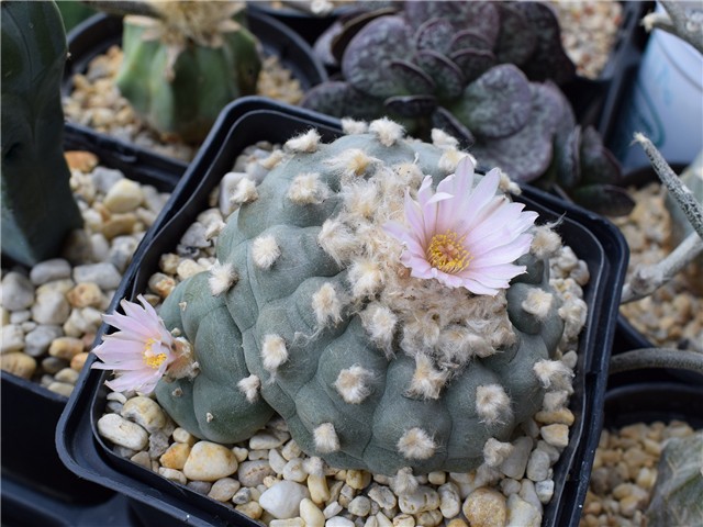 Lophophora williamsii