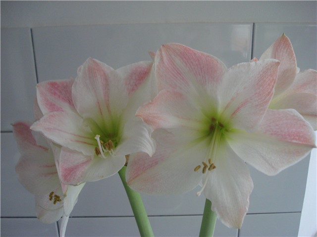 amarilis3