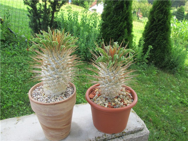 Pachypodium  namaquanum