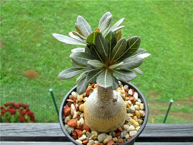 Adenium socotranum