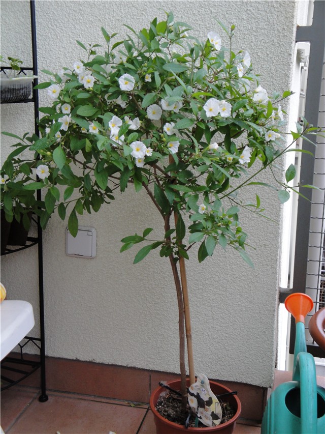 bijeli solanum