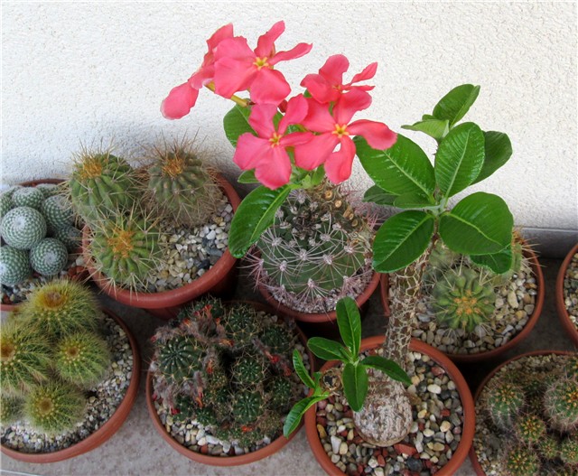 Pachypodium baronii var windsorii