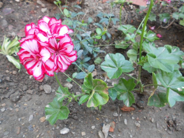 šarena pelargonija