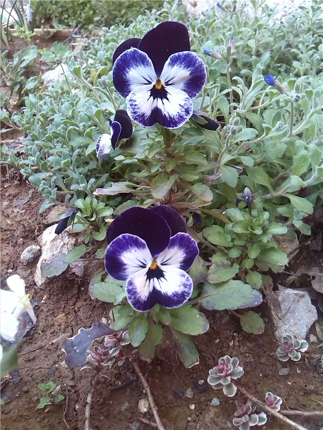 Mini maćuhice 