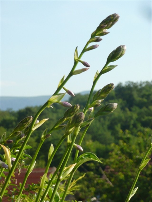 hosta