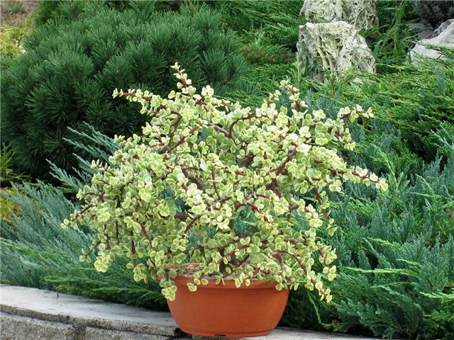 Portulacaria afra