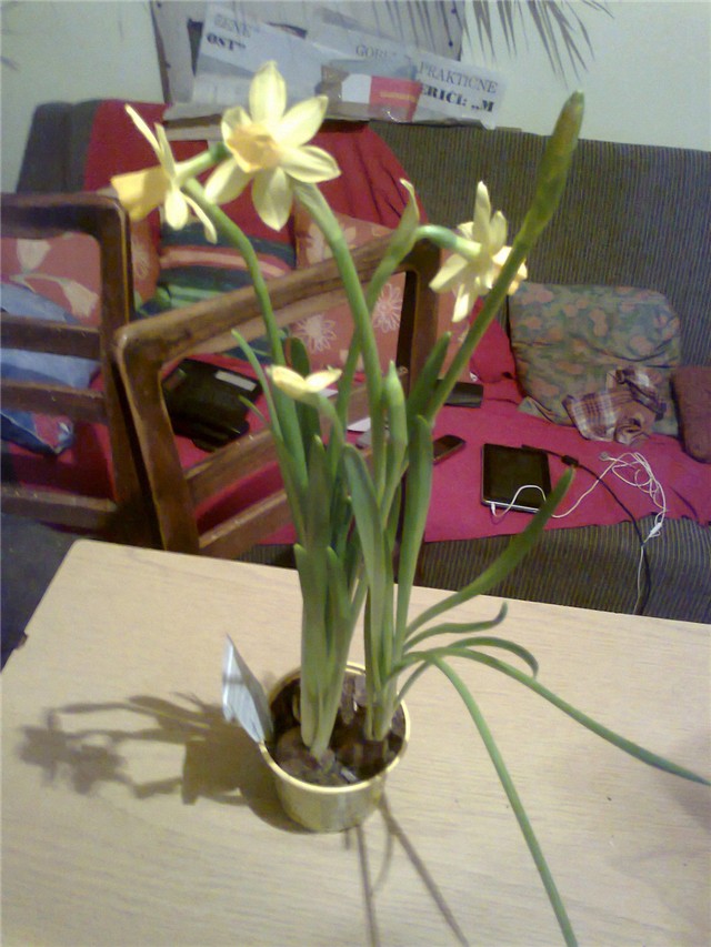 narcis