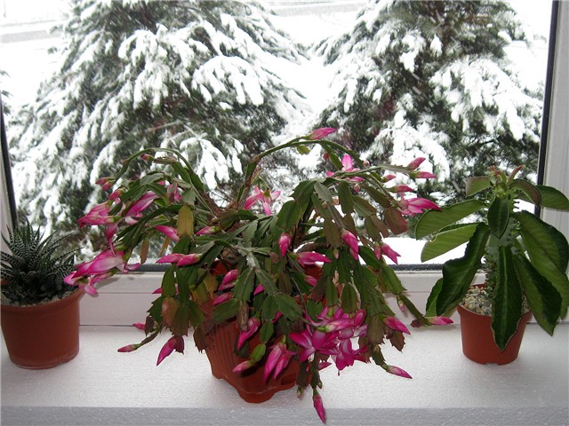 Schlumbergera