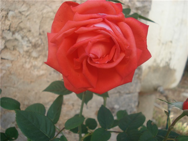 ruža3