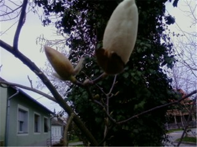 magnolija bijela