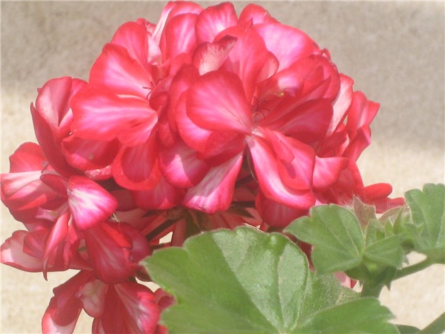 Cvijet pelargonije