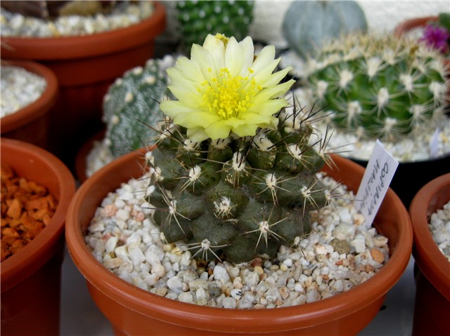 Copiapoa