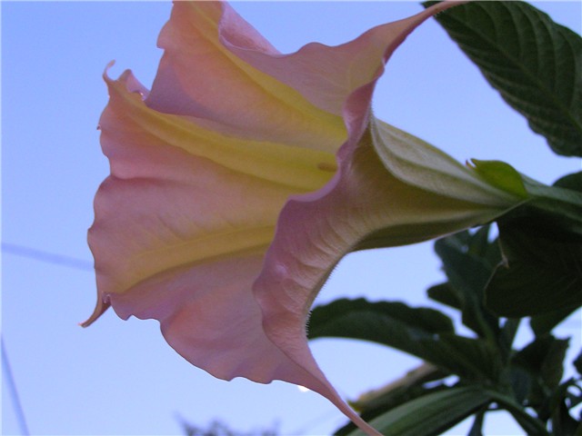 brugmansia