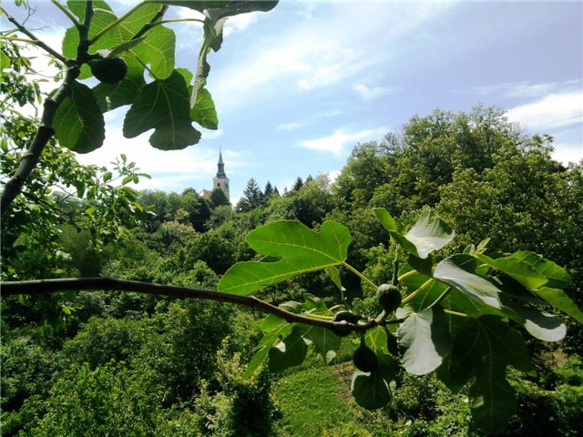 smokva
