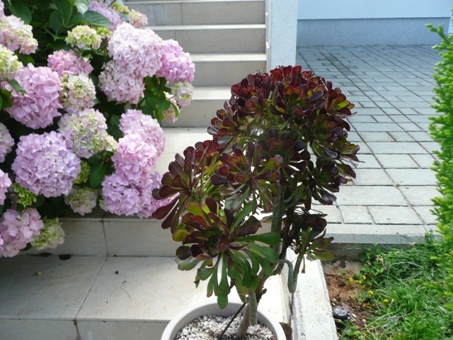 aeonium