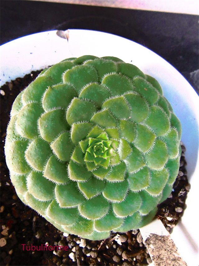 aeonium 21